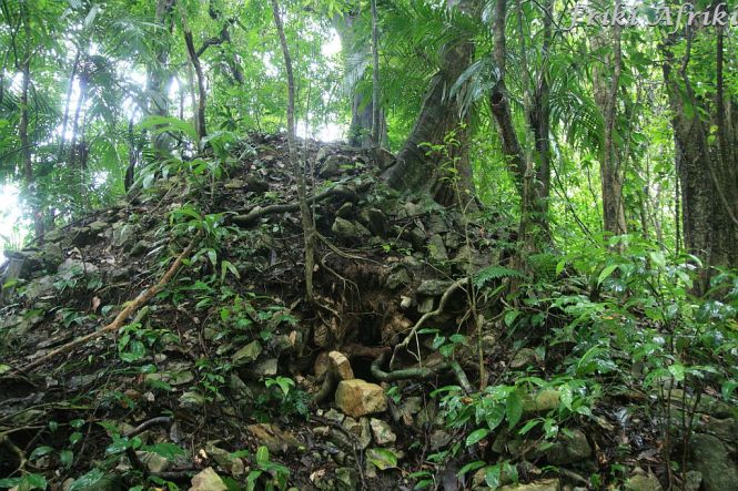 selwa koło Palenque - ruiny pochłaniane przez przyrodę